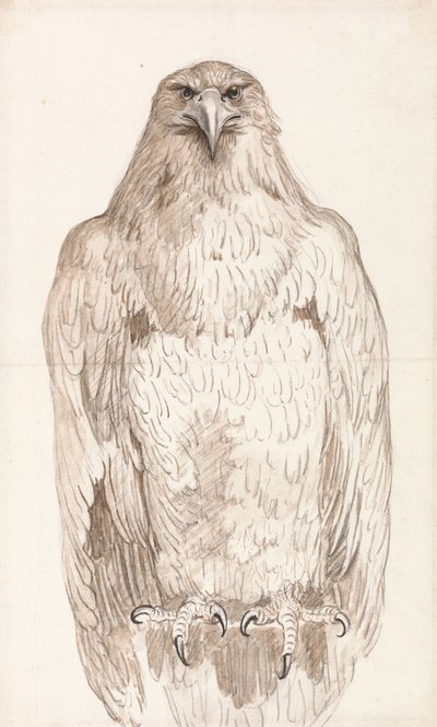 Aquila su un trespolo da Unbekannt Unbekannt